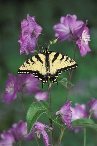 Pennsylvania Tiger swallowtail on flower
